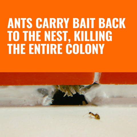 TERRO Ant Killer Bait Stations T300-3SR - Liquid Bait to Eliminate Ants - 18 Count Stations for Effective Indoor Ant Control Terro